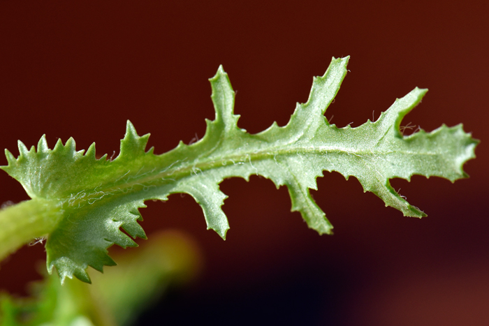 Common Groundsel has green leaves tapered to a stalk (petiole); leaves are ovate to oblanceolate and the margins are lobed as in the photograph. Senecio vulgaris 